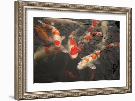 Koi I-Karyn Millet-Framed Photographic Print