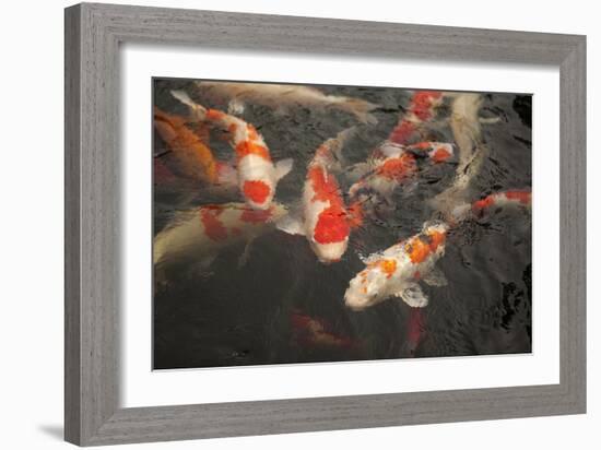 Koi I-Karyn Millet-Framed Photographic Print