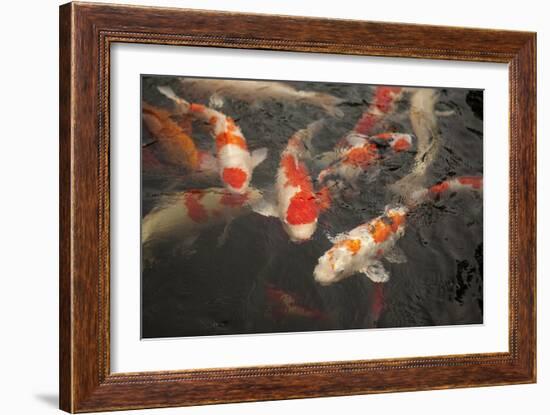 Koi I-Karyn Millet-Framed Photographic Print