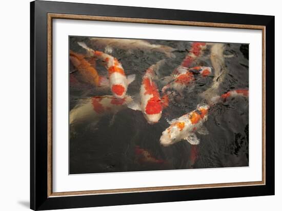 Koi I-Karyn Millet-Framed Photographic Print