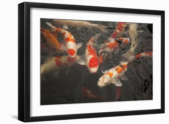 Koi I-Karyn Millet-Framed Photographic Print