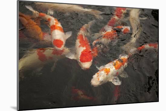 Koi I-Karyn Millet-Mounted Photographic Print