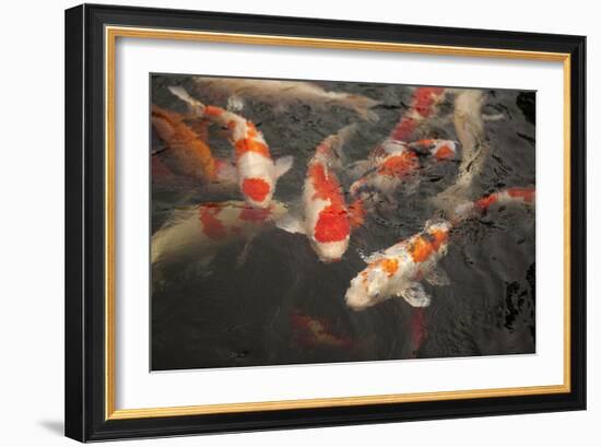 Koi I-Karyn Millet-Framed Photographic Print