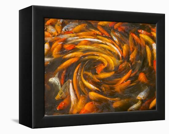 Koi in Circular Design and Pattern-Darrell Gulin-Framed Premier Image Canvas