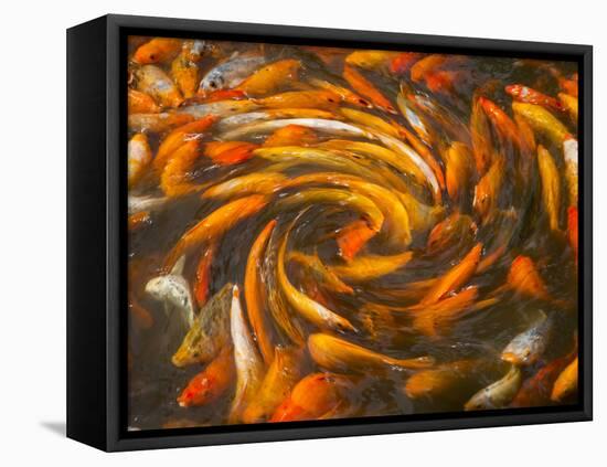 Koi in Circular Design and Pattern-Darrell Gulin-Framed Premier Image Canvas