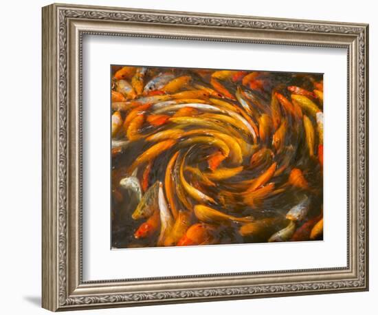 Koi in Circular Design and Pattern-Darrell Gulin-Framed Photographic Print