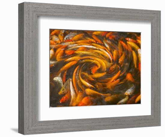 Koi in Circular Design and Pattern-Darrell Gulin-Framed Photographic Print