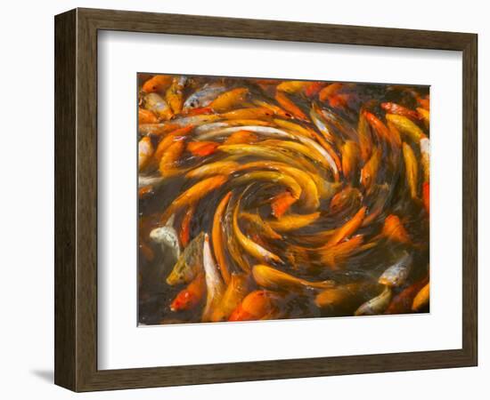 Koi in Circular Design and Pattern-Darrell Gulin-Framed Photographic Print