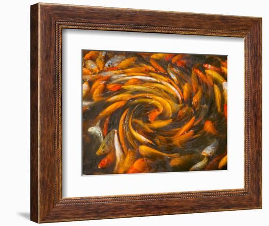 Koi in Circular Design and Pattern-Darrell Gulin-Framed Photographic Print