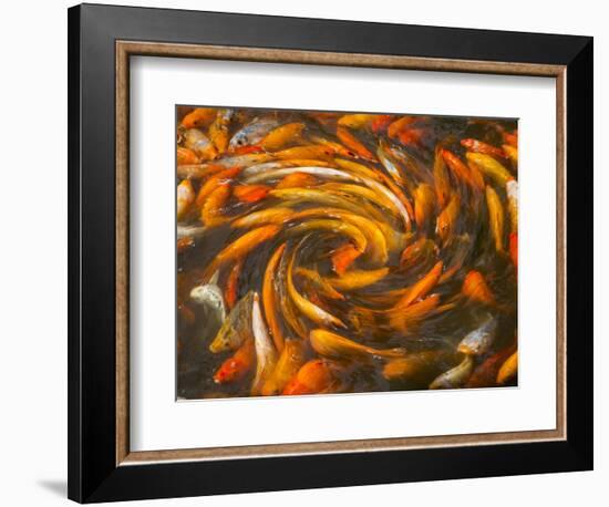 Koi in Circular Design and Pattern-Darrell Gulin-Framed Photographic Print