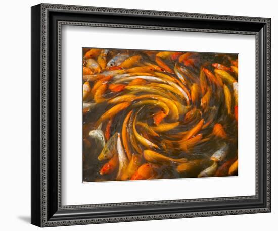 Koi in Circular Design and Pattern-Darrell Gulin-Framed Photographic Print