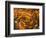 Koi in Circular Design and Pattern-Darrell Gulin-Framed Photographic Print