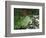 Koi Paradise-Herb Dickinson-Framed Photographic Print