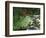 Koi Paradise-Herb Dickinson-Framed Photographic Print