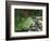 Koi Paradise-Herb Dickinson-Framed Photographic Print