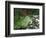 Koi Paradise-Herb Dickinson-Framed Photographic Print