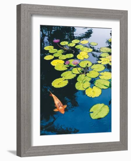 Koi Pond I-Maureen Love-Framed Photographic Print