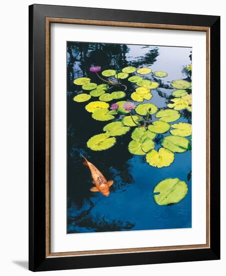 Koi Pond I-Maureen Love-Framed Photographic Print