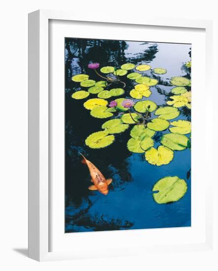 Koi Pond I-Maureen Love-Framed Photographic Print
