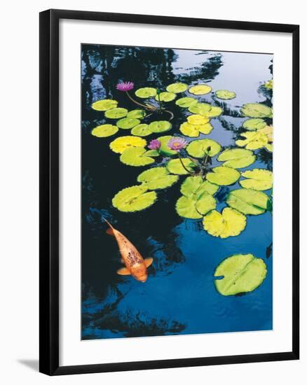 Koi Pond I-Maureen Love-Framed Photographic Print