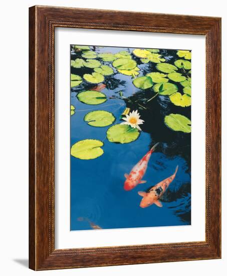 Koi Pond II-Maureen Love-Framed Photographic Print