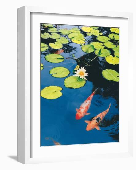 Koi Pond II-Maureen Love-Framed Photographic Print