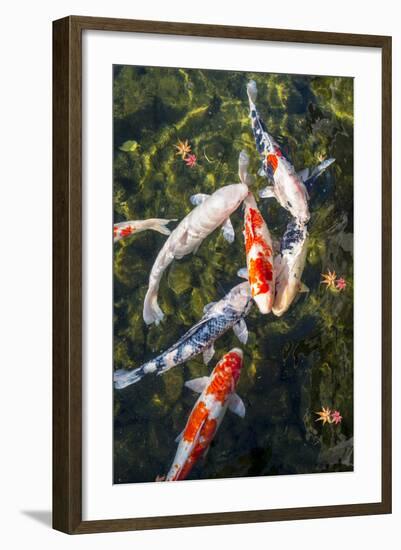 Koi Pond in Nagoya, Japan.-SeanPavonePhoto-Framed Photographic Print