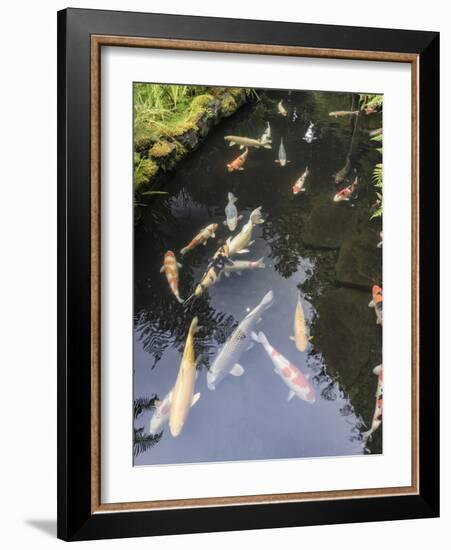 Koi pond, Portland Japanese Garden, Oregon.-William Sutton-Framed Photographic Print