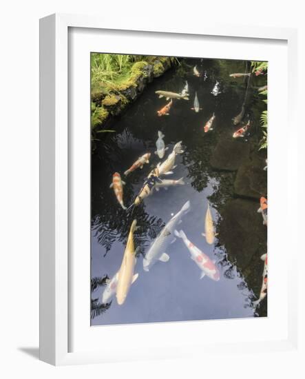 Koi pond, Portland Japanese Garden, Oregon.-William Sutton-Framed Photographic Print