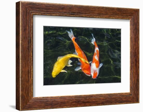 Koi, Valley of the Temples, Kaneohe, Oahu, Hawaii-Michael DeFreitas-Framed Photographic Print