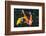 Koi, Valley of the Temples, Kaneohe, Oahu, Hawaii-Michael DeFreitas-Framed Photographic Print
