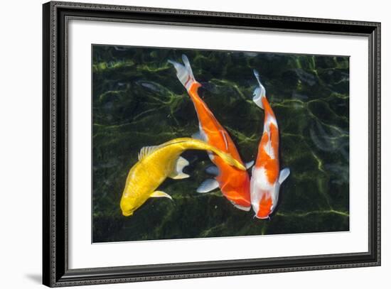 Koi, Valley of the Temples, Kaneohe, Oahu, Hawaii-Michael DeFreitas-Framed Photographic Print