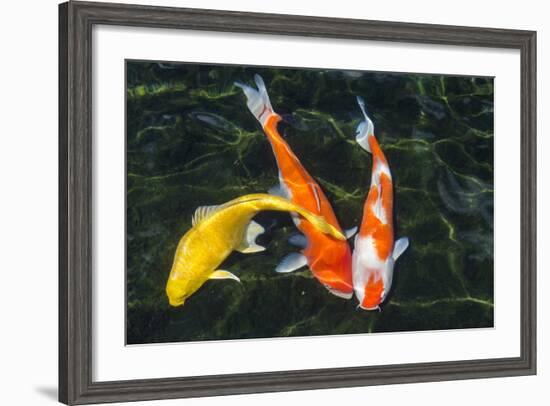 Koi, Valley of the Temples, Kaneohe, Oahu, Hawaii-Michael DeFreitas-Framed Photographic Print