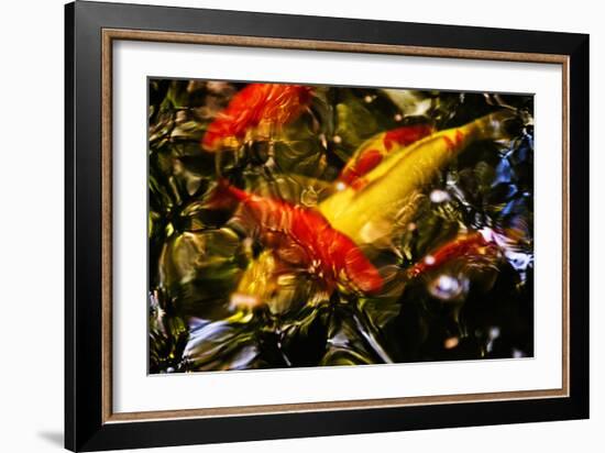 Koi-Steven Boone-Framed Photographic Print