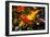 Koi-Steven Boone-Framed Photographic Print