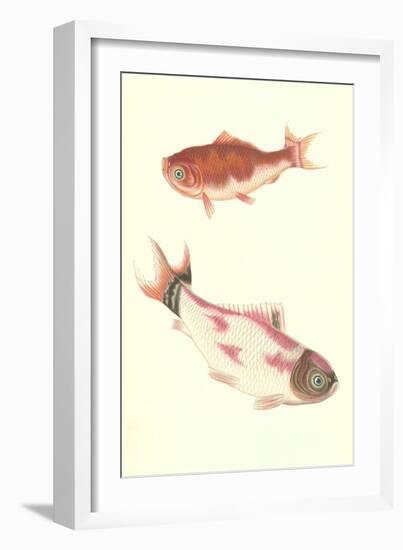 Koi-null-Framed Art Print