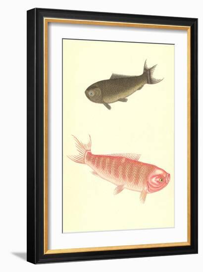 Koi-null-Framed Art Print