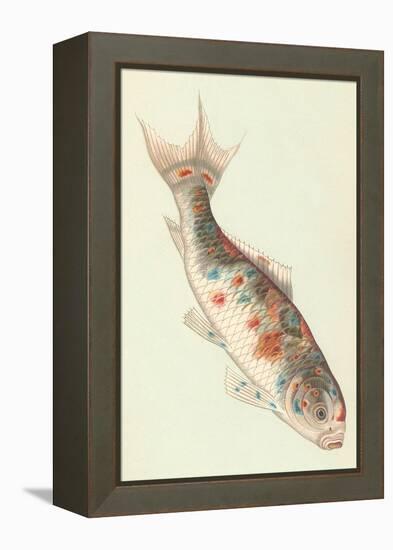 Koi-null-Framed Stretched Canvas