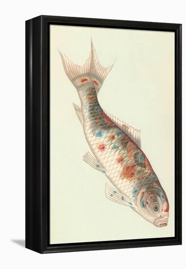 Koi-null-Framed Stretched Canvas