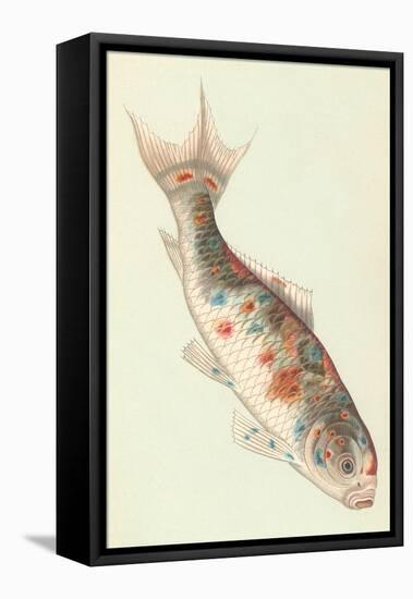 Koi-null-Framed Stretched Canvas