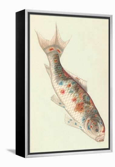 Koi-null-Framed Stretched Canvas