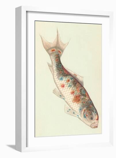 Koi-null-Framed Art Print