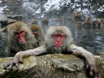 Japan Hot Spa Monkeys-Koji Sasahara-Framed Premier Image Canvas