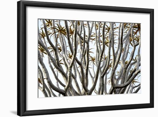 Kokerboom Or Quiver Tree (Aloe Dichotoma) Quiver Tree Forest, Kalahari, Namibia-Enrique Lopez-Tapia-Framed Photographic Print