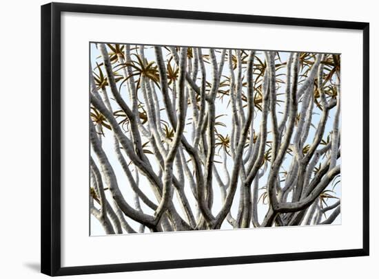 Kokerboom Or Quiver Tree (Aloe Dichotoma) Quiver Tree Forest, Kalahari, Namibia-Enrique Lopez-Tapia-Framed Photographic Print