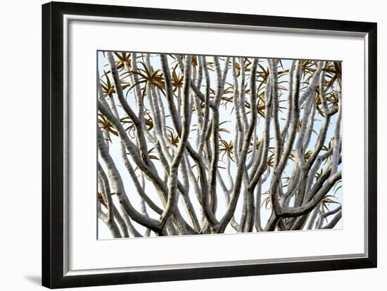 Kokerboom Or Quiver Tree (Aloe Dichotoma) Quiver Tree Forest, Kalahari, Namibia-Enrique Lopez-Tapia-Framed Photographic Print