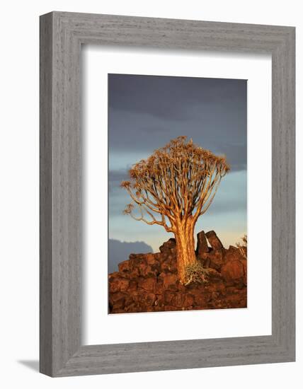 Kokerboom or Quiver Tree, Mesosaurus Fossil Camp, near Keetmanshoop, Namibia-David Wall-Framed Photographic Print