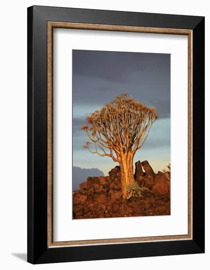 Kokerboom or Quiver Tree, Mesosaurus Fossil Camp, near Keetmanshoop, Namibia-David Wall-Framed Photographic Print