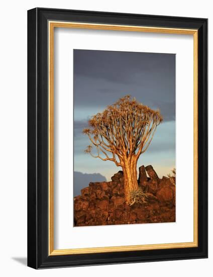 Kokerboom or Quiver Tree, Mesosaurus Fossil Camp, near Keetmanshoop, Namibia-David Wall-Framed Photographic Print