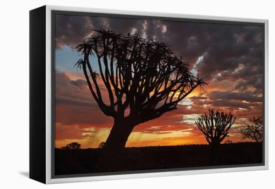 Kokerboom or Quiver Trees at sunset, Mesosaurus Fossil Camp, near Keetmanshoop, Namibia-David Wall-Framed Premier Image Canvas